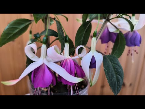 Видео: Орхидеи и не только. 04.10.2025