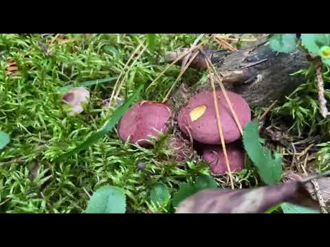 Видео: Прогулка в лес за грибами 27 сентября  Гриб Зеленый моховик и синяк