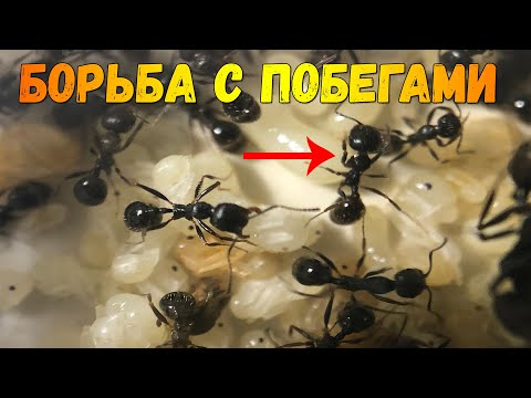 Видео: Этапы развития жнецов // Борьба с побегами