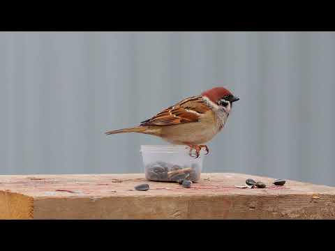 Видео: Птицы зимой...