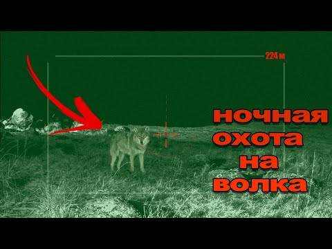 Видео: Охота на волка🐺 night wolf hunting🐺 2024
