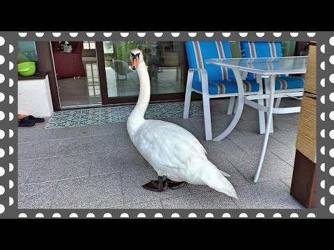 Видео: Лебединая верность в 21 веке. Куда катится мир?!