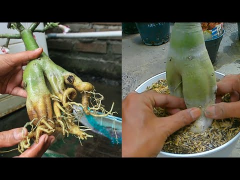 Видео: Как ухаживать за мягким, усохшим или дряблым стеблем адениума | Desert Rose