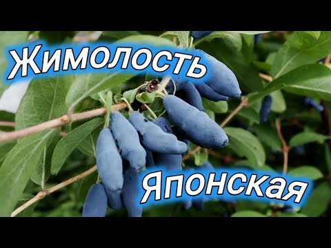 Видео: Новинка! Жимолость Японской селекции. Maxin, Colin, Lori, Tomi, Willa. Belklubnika.by