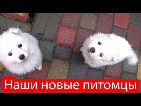 Видео: Наши новые питомцы