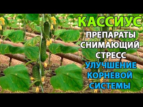 Видео: Огурцы Кассиус - содержание в теплице и корневые прикормки.