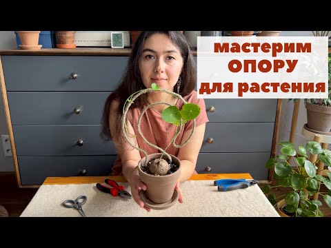 Видео: Как сделать ИЗЯЩНУЮ ОПОРУ для комнатного РАСТЕНИЯ / Опора из проволоки для Стефании Эректы / DIY