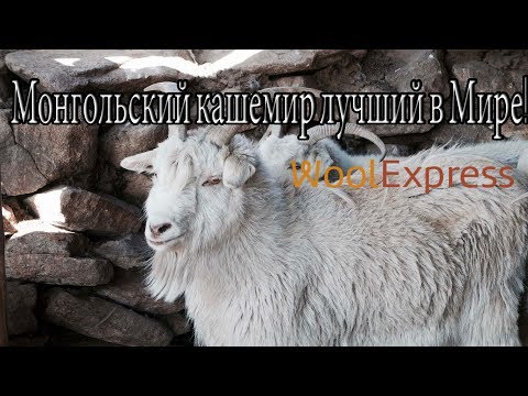 Видео: Монгольский кашемир - лучший в мире! Торговая площадка WoolExpress.ru
