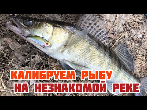Видео: Самый ПРОСТОЙ РАТТЛИН для НОВИЧКА | Calibra 50 s - калибруем рыбу на незнакомой реке