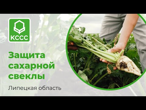 Видео: Особенности системы защиты сахарной свеклы в Центральном Черноземье