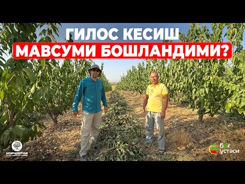 Видео: ГИЛОСЛАРНИ БЎЙИНИ НАЗОРАТ ҚИЛИШ ВАҚТИ КЕЛДИ! | ШУҲРАТ АБРОРОВ #shuhratabrorov #gilos #giloskesish