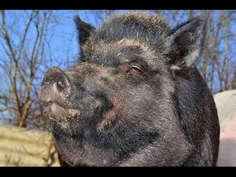 Видео: Фотоловушка  Suntek HC 300M 940NM