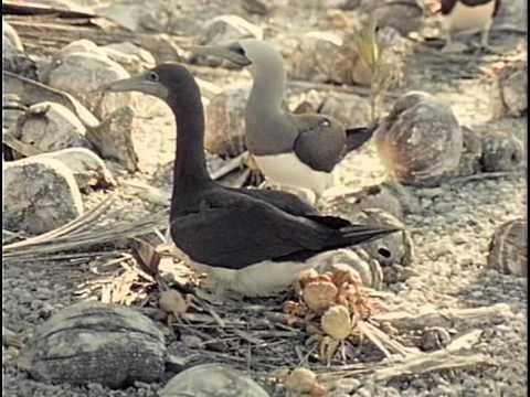 Видео: 74 - Одиссея Жака Кусто - Забытый остров Клиппертон