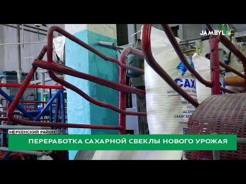 Видео: Переработка сахарной свеклы нового урожая