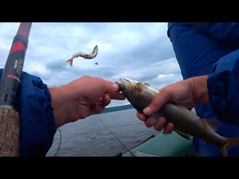 Видео: РЫБАЛКА НА АНГАРЕ/ПРОДОЛЖАЕМ ЛОВИТЬ КРУПНЫХ ХАРЮЗЕЙ/УЛОВИСТЫЕ МУШКИ НА ХАРИУСА /2021/