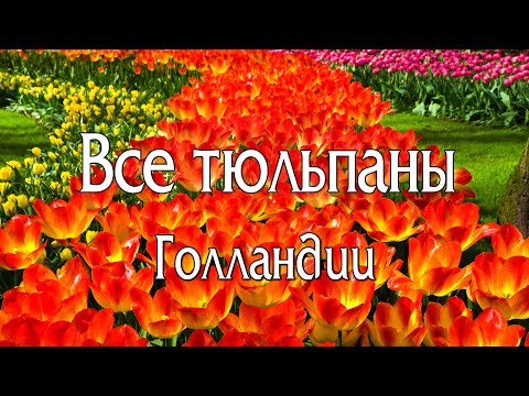 Видео: Все тюльпаны Голландии. Парк Кёкенхоф и тюльпановые поля