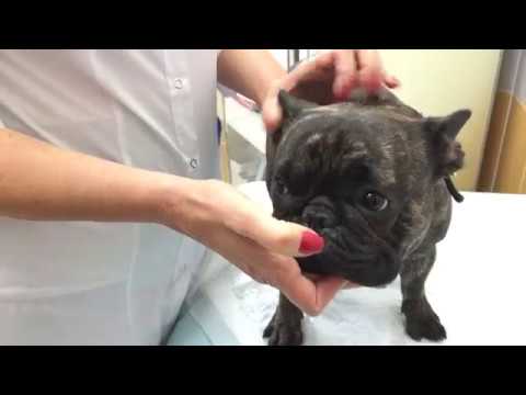 Видео: Французский бульдог  с затрудненным дыханием [Ветклиника Чулковой]