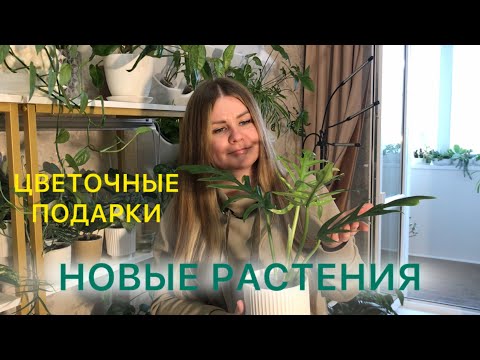 Видео: НОВЫЕ РАСТЕНИЯ | Новички сентября #комнатныерастения