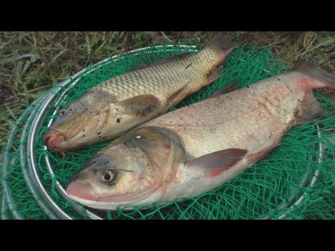 Видео: Рецепт быстрого приготовления  технопланктона . Ловля карпа и толстолоба. My fishing
