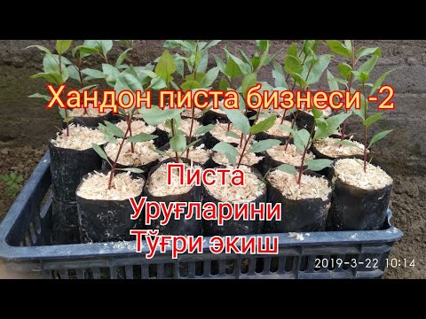 Видео: Хандон писта бизнеси-2