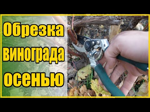 Видео: ПОСМОТРЕВ ЭТО ВИДЕО ВЫ БУДЕТЕ АСОМ В ОБРЕЗКЕ ВИНОГРАДА! /  КАК ПРАВИЛЬНО ОБРЕЗАТЬ ПРИКОПНОЙ ВИНОГРАД