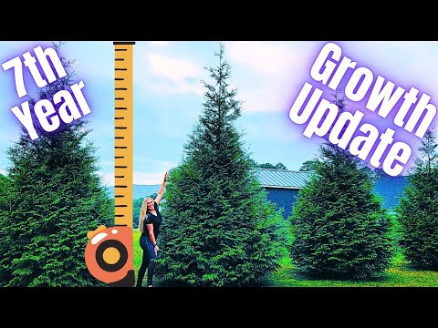Видео: Обновление данных за 7 лет роста деревьев туи Green Giant Arborvitae | 2025