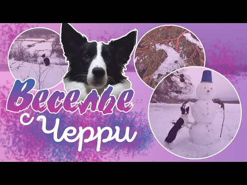 Видео: Сельский VLOG ~ Как мы с Черри снеговика лепили | Кусочек из жизни с бордер колли