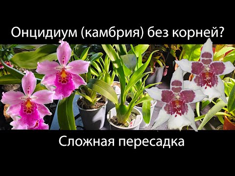 Видео: Большая пересадка онцидиумов/камбрий. Орхидея без корней и орхидея с цветоносом. Часть 3 #орхидеи