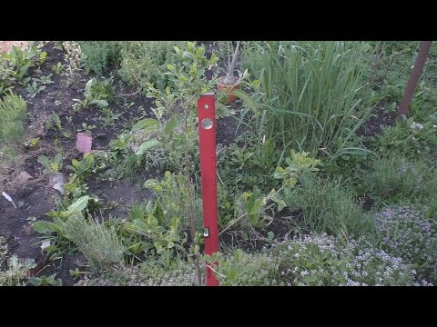 Видео: Хурма виргинская из семян, 5 год, Пенза / Diospyros virginiana from seeds, 5-th year