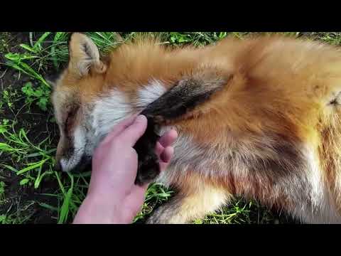 Видео: Ли Сяо / Alice the Fox Лиса Алиса (Вот чему лиса научила собак)