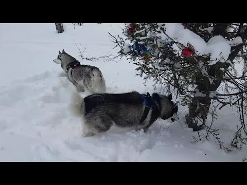 Видео: 01.01.2024. Забрели в дремучий лес..🐺🐺🐾🌲#huskyidel #сибирскийхаски #челябинск