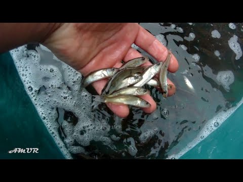 Видео: зариблення озер (2020)