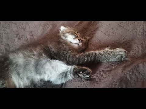 Видео: Мотивация. И снова уборка!
