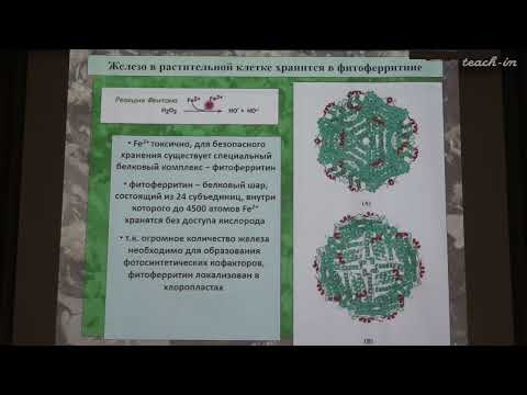 Видео: Константинова С.В. - Физиология и биохимия растений - 12. Водный обмен растений