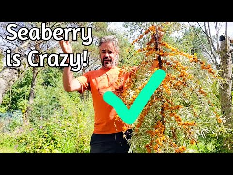Видео: Seaberry Bounty — дикие сорта великолепны!