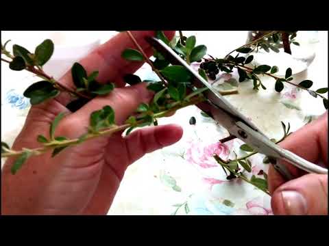 Видео: РАЗМНОЖЕНИЕ КОМБИНИРОВАННЫМИ ЧЕРЕНКАМИ. КИЗИЛЬНИК ДАММЕРА