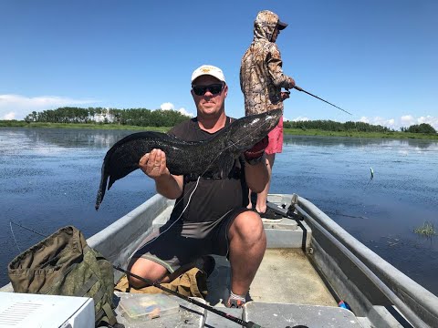 Видео: Годзилы атакуют! Сафари на змееголова!