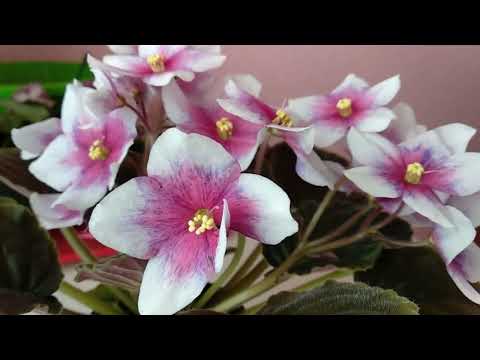 Видео: Размножение фиалок- химер, пробую сажать цветонос.