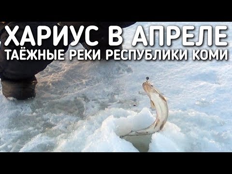 Видео: РЫБАЛКА НА ХАРИУС В АПРЕЛЕ / ТАЕЖНЫЕ РЕКИ РЕСПУБЛИКИ КОМИ