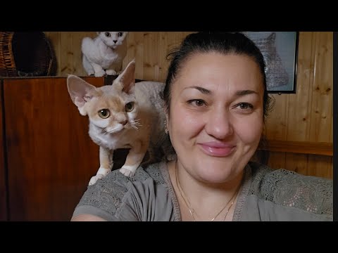 Видео: Девон Рексы они такие, придумала хитрость для игрушки)