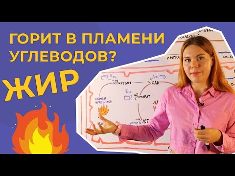 Видео: Жир горит в пламени углеводов?