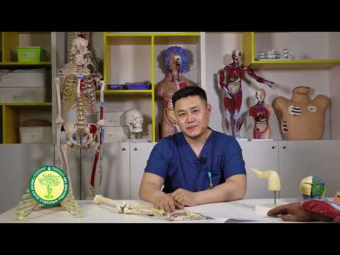 Видео: МӨРНИЙ ҮЕНИЙ ШӨРМӨСНИЙ ГЭМТЭЛ НЬ ИХЭВЧЛЭН СПОРТЫН БЭРТЭЛ БОЛОН НАСЖИЛТААС ҮҮДЭЛТЭЙ