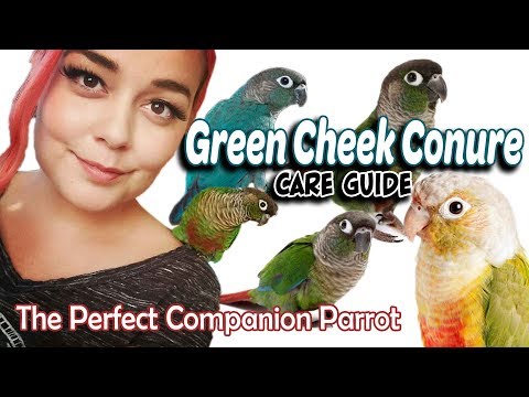 Видео: Уход за зелёнощёкой конурой | Полное руководство