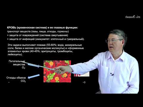 Видео: Дубынин В. А. - 100 часов школьной биологии - 1.4. Кровь: плазма, эритроциты, тромбоциты