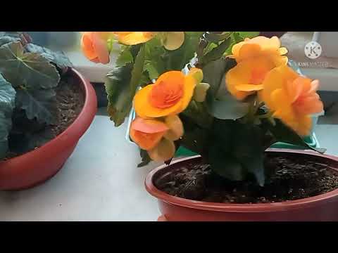 Видео: Что делать, если бегония Элатиор отцвела???
