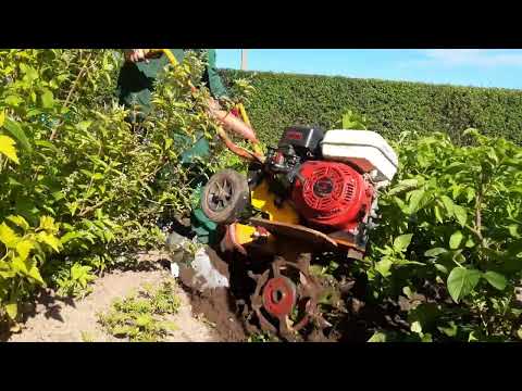 Видео: Рыхление междурядий по высокой ботве! Loosening the soil of tall potatoes!