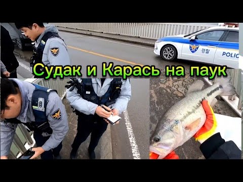 Видео: Рыбалка на паук. Приехала ПОЛИЦИЯ! Выпишут ШТРАФ? или ДЕПОРТИРУЮТ? #рыбалка #fishing