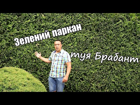 Видео: Зелений паркан з туї Брабант