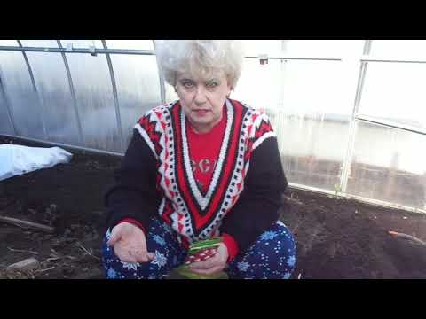 Видео: ПОСЕВ РЕДИСА В ХОЛОДНУЮ ТЕПЛИЦУ. Ольга Чернова.