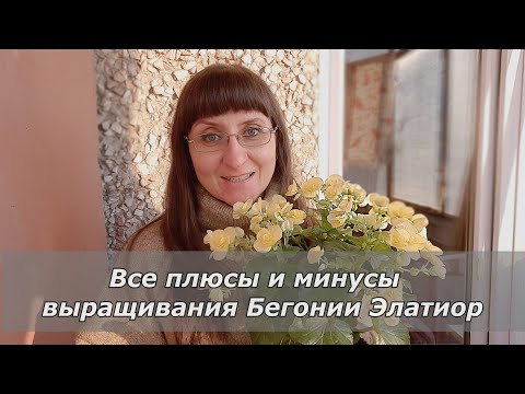 Видео: Бегония Элатиор: все плюсы и минусы выращивания